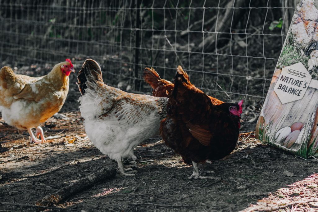 Did you know that my chickens choose #BluebonnetFeeds over anything else they've tried? Read this post to see what else they prefer. #bluebonnetbackyard #bbfeeds