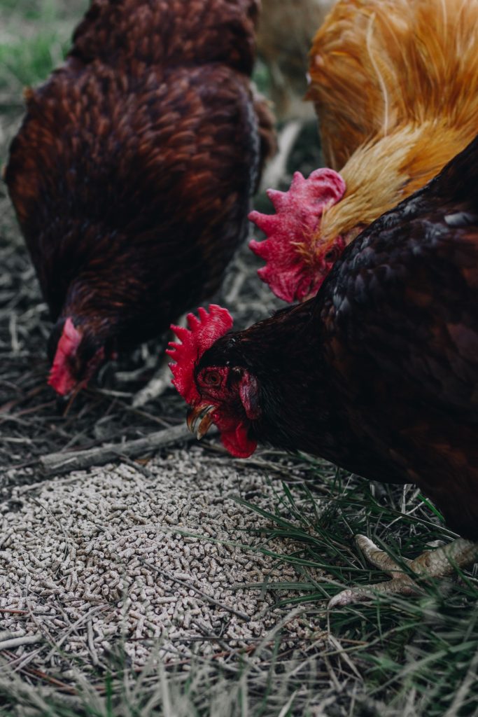 Chicken keeping is one of my favorite things about homesteading! However, my chickens seem to be very picky! Did you know that my chickens prefer #BluebonnetFeeds over anything else they've tried? Read this post to see what else they prefer. #bluebonnetbackyard #bbfeeds