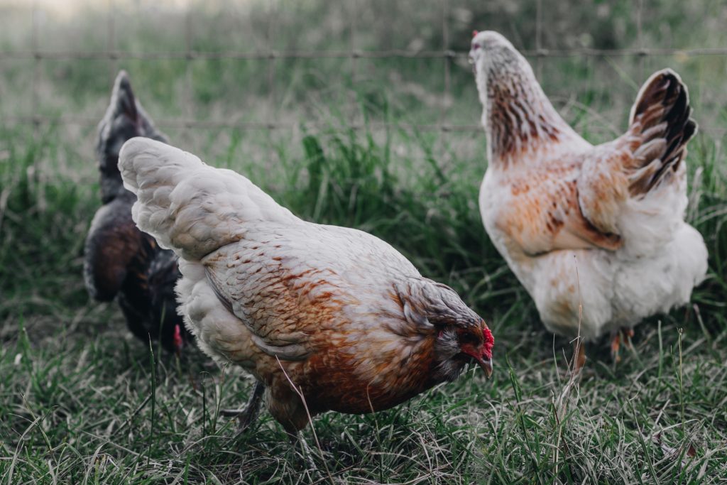 Did you know that my chickens choose #BluebonnetFeeds over anything else they've tried? Read this post to see what else they prefer. #bluebonnetbackyard #bbfeeds