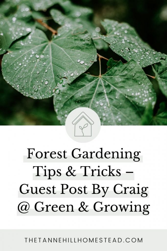 Typically, gardening is thought of as tilling the ground to plant and/or planting in raised beds or pots, but I doubt you think about utilizing the woods on your property as well. Better yet, I am sure you are thinking what kind of plants can I utilize that grow in a forest garden setting.