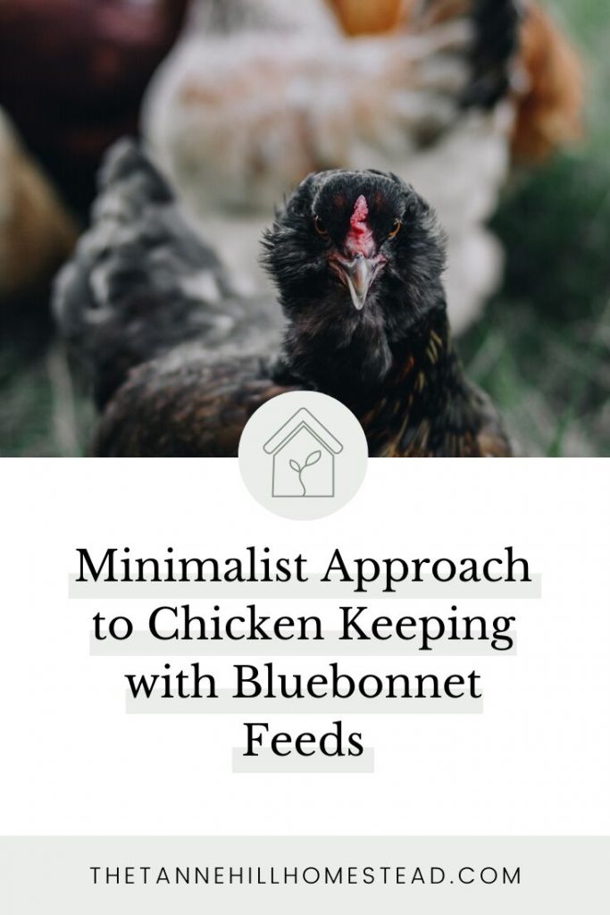 Chicken keeping is one of my favorite things about homesteading! However, my chickens seem to be very picky! Did you know that my chickens prefer #BluebonnetFeeds over anything else they've tried? Read this post to see what else they prefer. #bluebonnetbackyard #bbfeeds